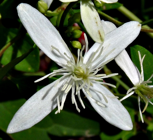 {Clematis terniflora}